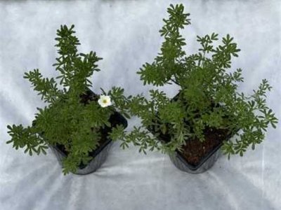 Лапчатка кустарниковая