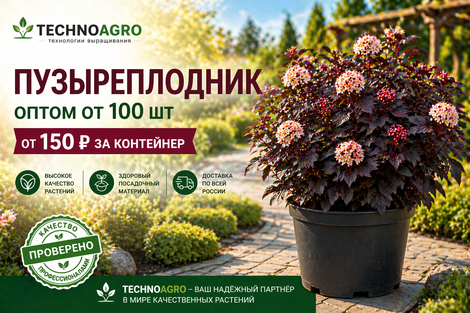 Спецпредложение на пузыреплодник оптом