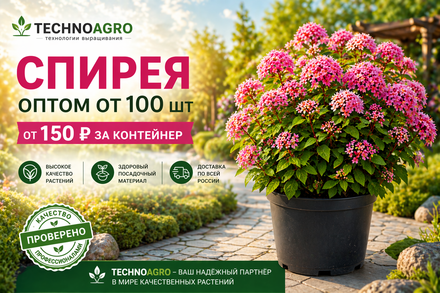 Спецпредложение на спирею оптом